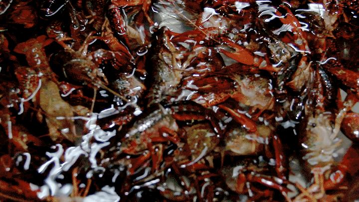 靓靓蒸虾西安老城根价格,靓靓蒸虾哪个店最值得去