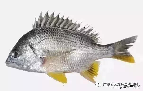 这5种淡水鱼值得多吃,中国最好吃的鱼类排行榜