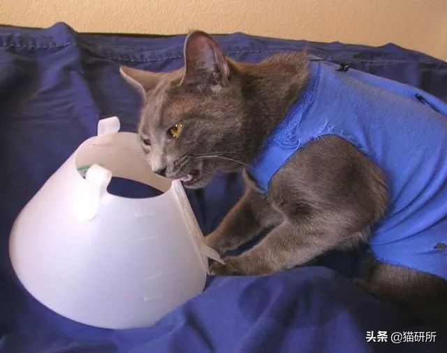 伊丽莎白圈猫咪,伊丽莎白圈有危险吗