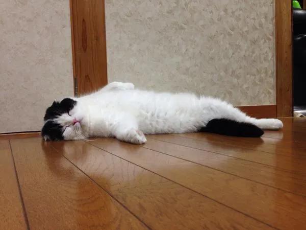 被猫咪不小心抓到该怎么教训猫,猫咪一直抓门可以教训一下吗