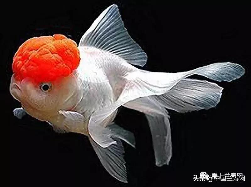 鹤顶红金鱼多久能长大,金鱼品种介绍之鹤顶红