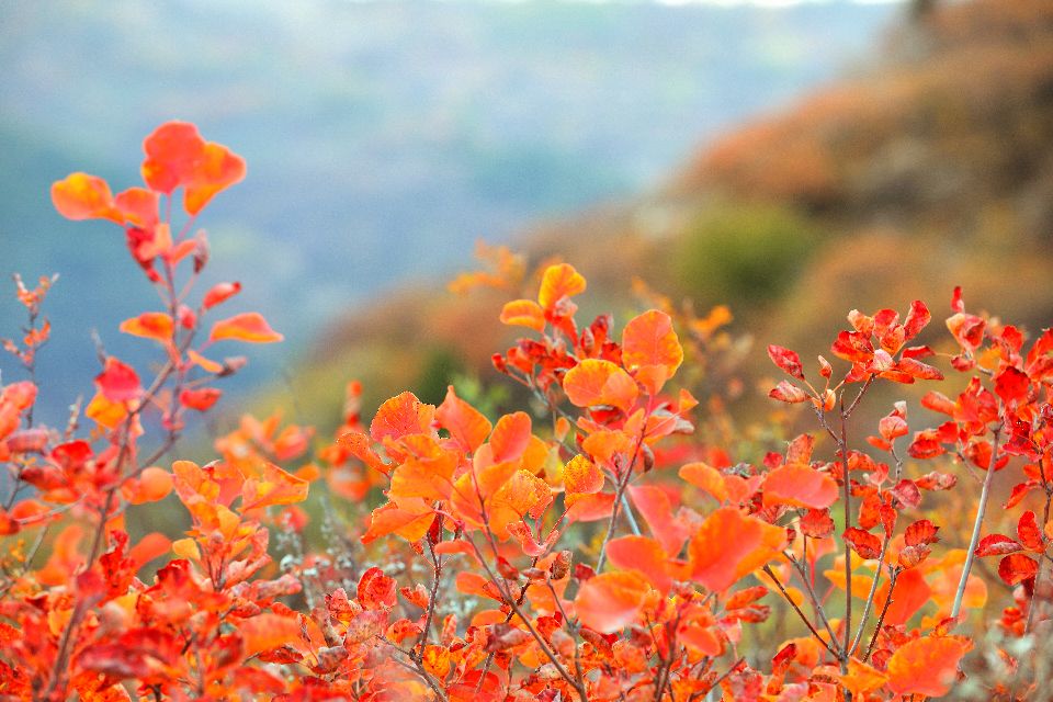 太原去哪里看秋景,太原的秋景有哪些