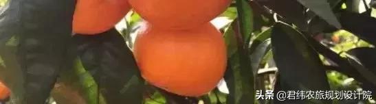 鏌戞涓殑璐垫棌娌冩煈,鏌戞涔嬪弸娌冩煈