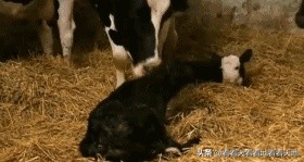 男人都是下半身动物？BBC来揭秘了！