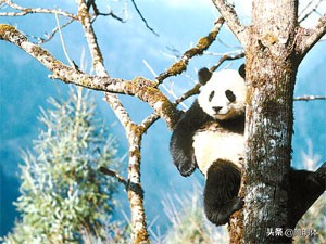 诸葛亮七出祁山北伐失败原因,老版诸葛亮出祁山北伐全集