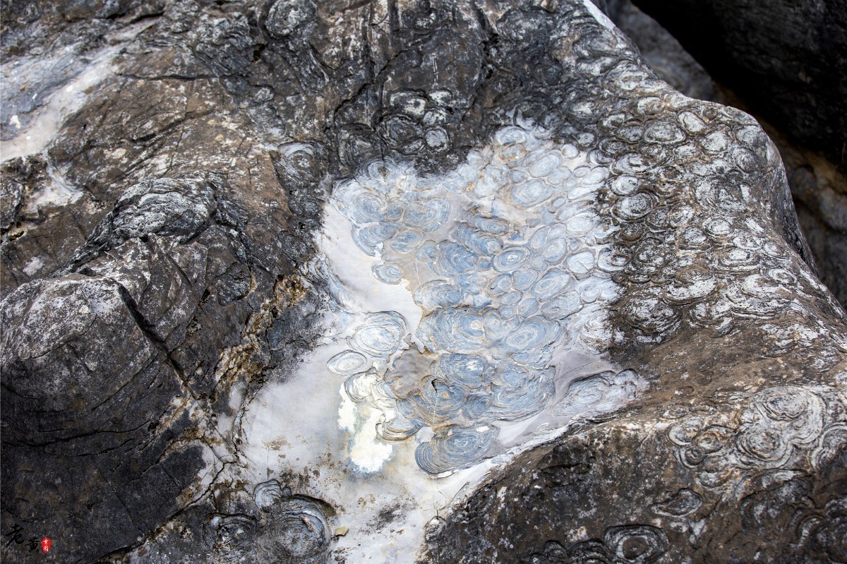 酉阳叠石花谷生命之源,酉阳叠石花谷景区4月份开花