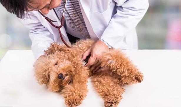 养贵宾犬的十大禁忌,新手养贵宾犬的十大禁忌