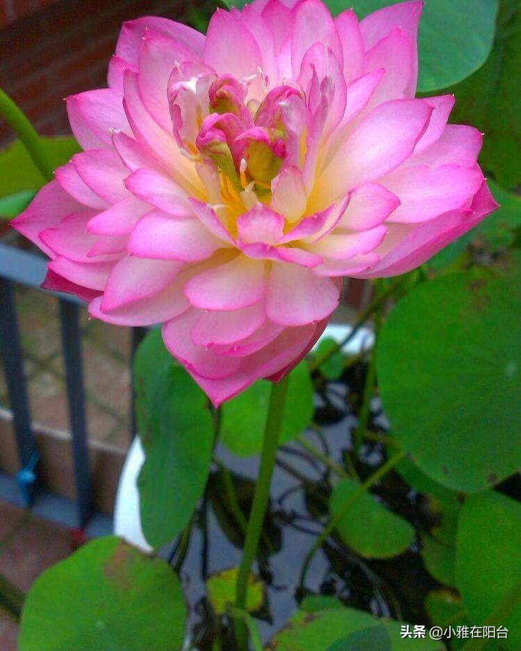 碗莲怎么养视频教程全集,碗莲怎样养才能开花多