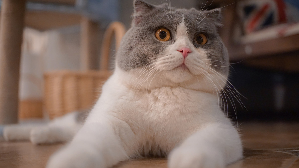 猫眼睛分泌物硬掉了怎么清理,猫眼睛分泌物怎么处理