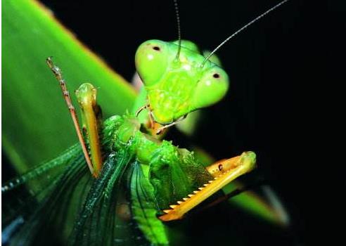 昆虫界战斗力最强的昆虫,谁是昆虫界最厉害的杀手
