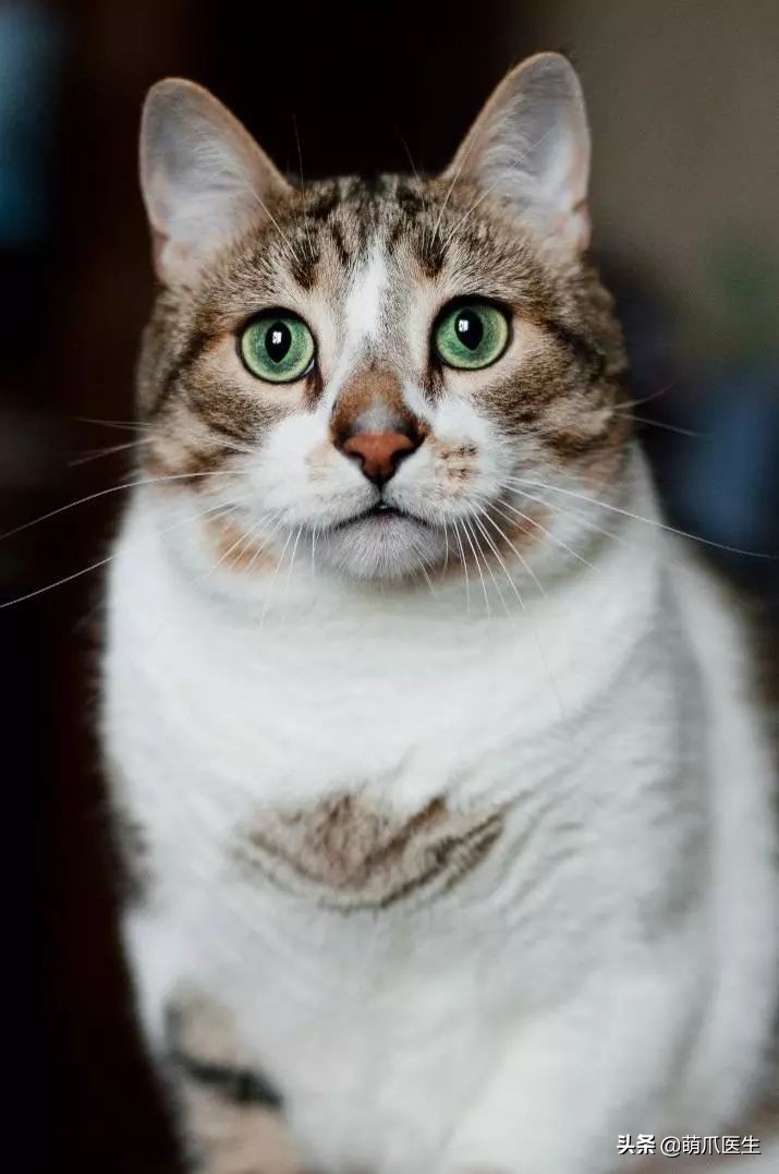 猫咪下巴长了黑头？千万别去抠，那是猫咪患上了毛囊炎的症状