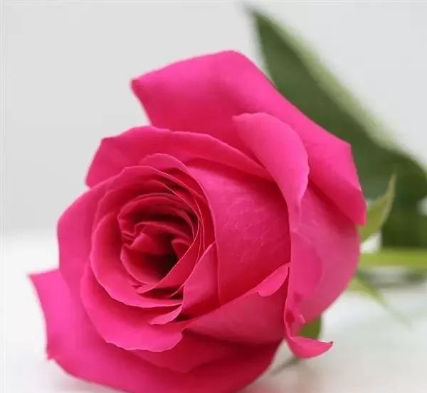 每天学习一点点——100种玫瑰品种科普