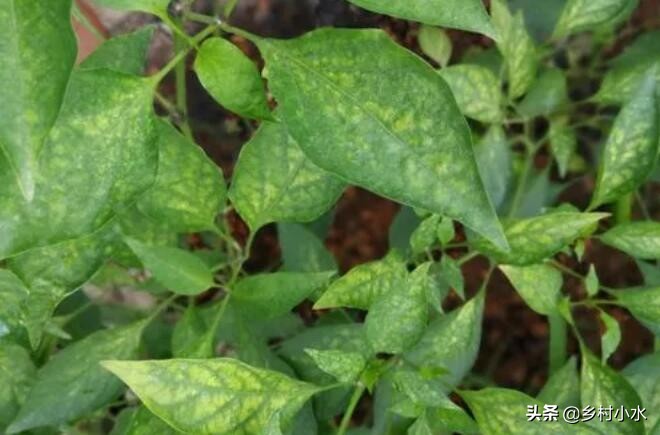 辣椒叶子变黄的防治方法,辣椒叶片发黄方法教程