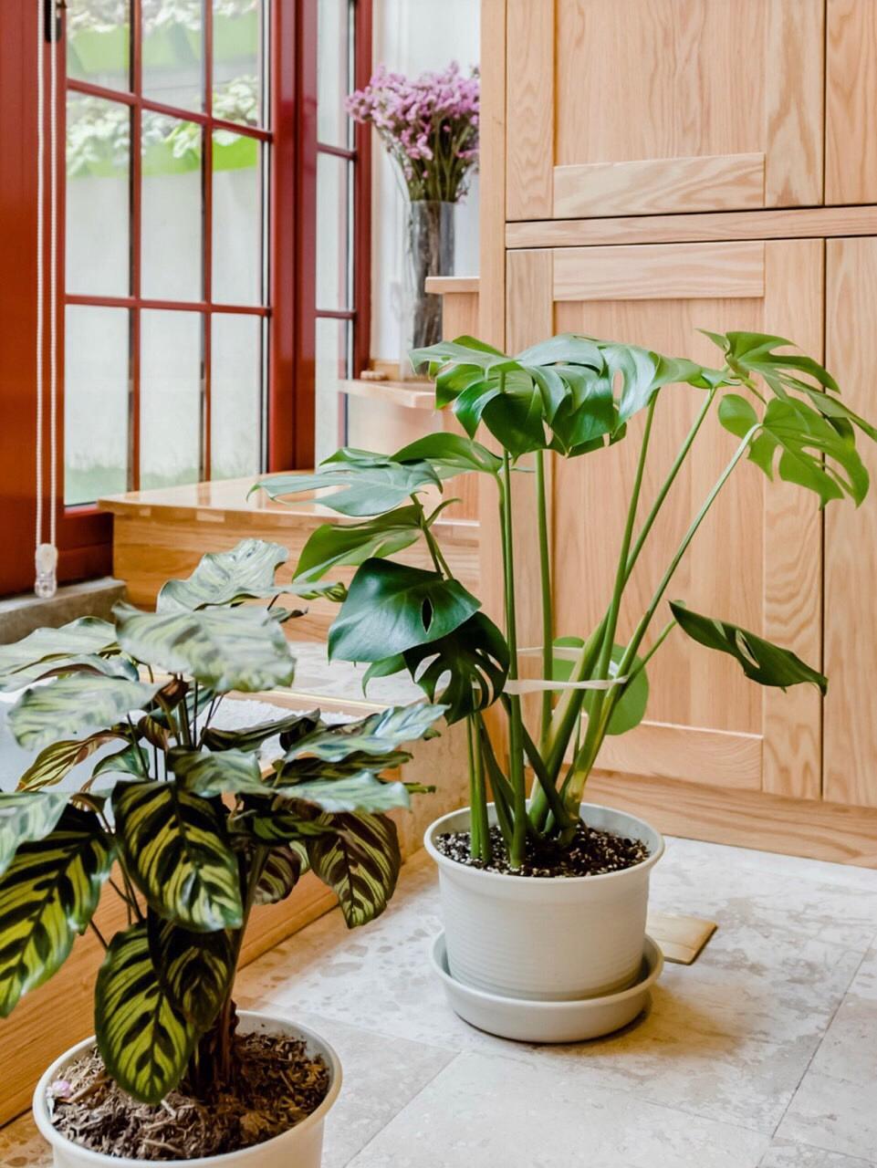 室内好养又好看大气的要买什么花,室内净化空气的花最好养哪几种