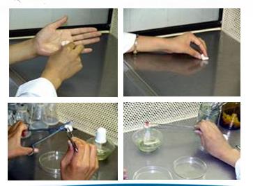 铁皮石斛植物组织培养,植物培养基础知识