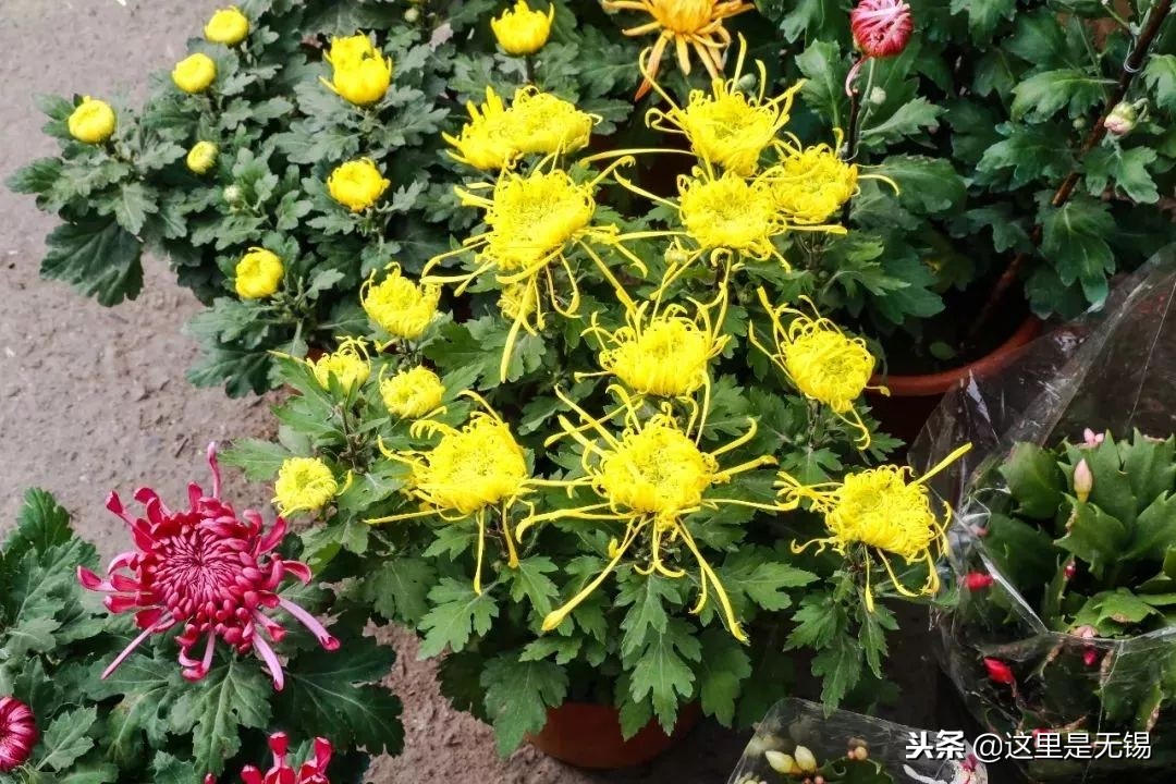 有味道的无锡老街回忆,老无锡的20条记忆