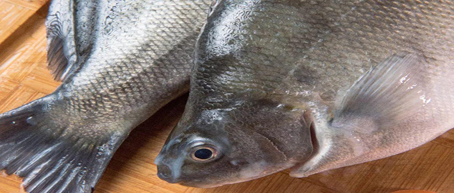 被公认最好吃的15种淡水鱼,十种公认好吃的淡水鱼