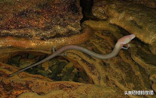 乌龟移动速度,乌龟是世界上寿命最长的动物吗