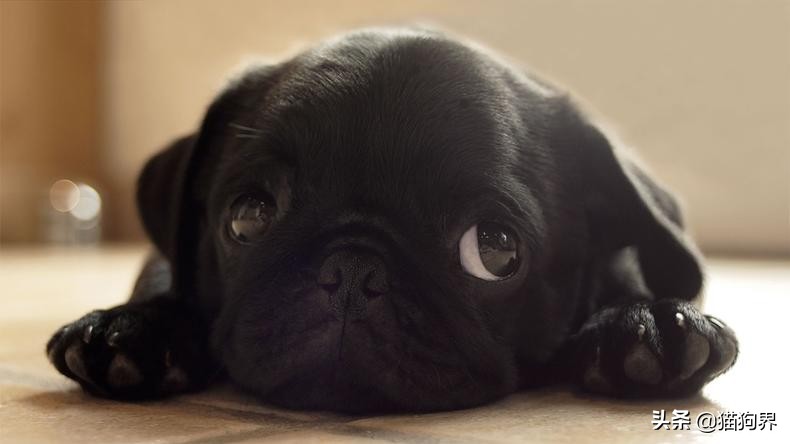 十大建议买的狗智商高,网上买狗需要注意什么风险