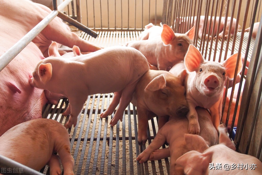 养猪怎么防治病,养猪土方法大全