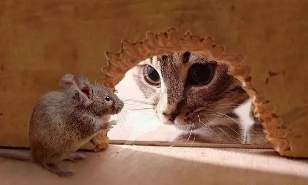 猫咪现在好上分吗,老鼠的克星猫咪