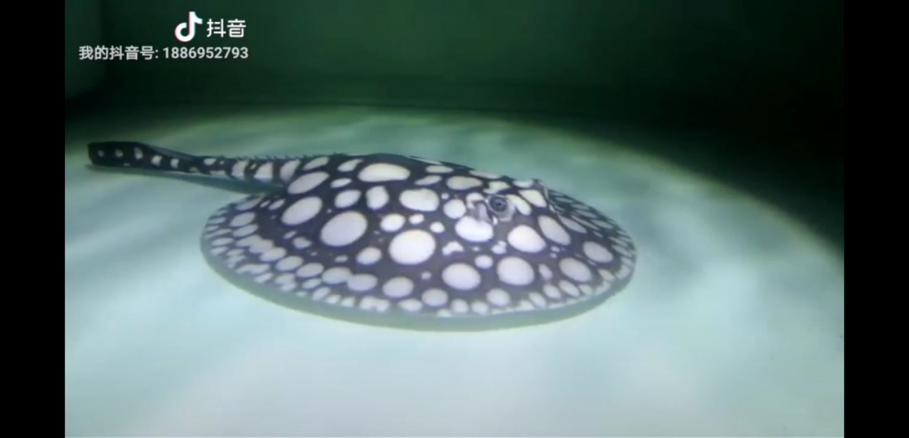 纯血皇冠繁殖技术,纯血皇冠黑白