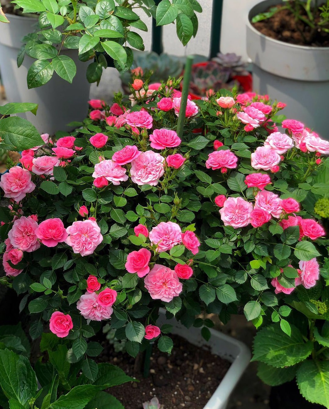 花卉绿植盆栽白色恋人,小小植物盆栽既可爱又好养活