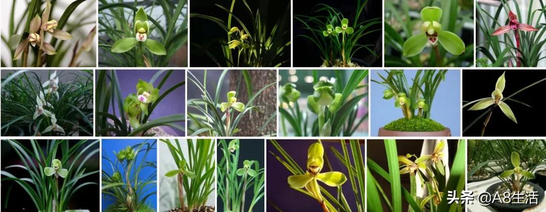 蒙山之春此花浓妆艳抹，彩块鲜红，是养兰人争相收藏的精品