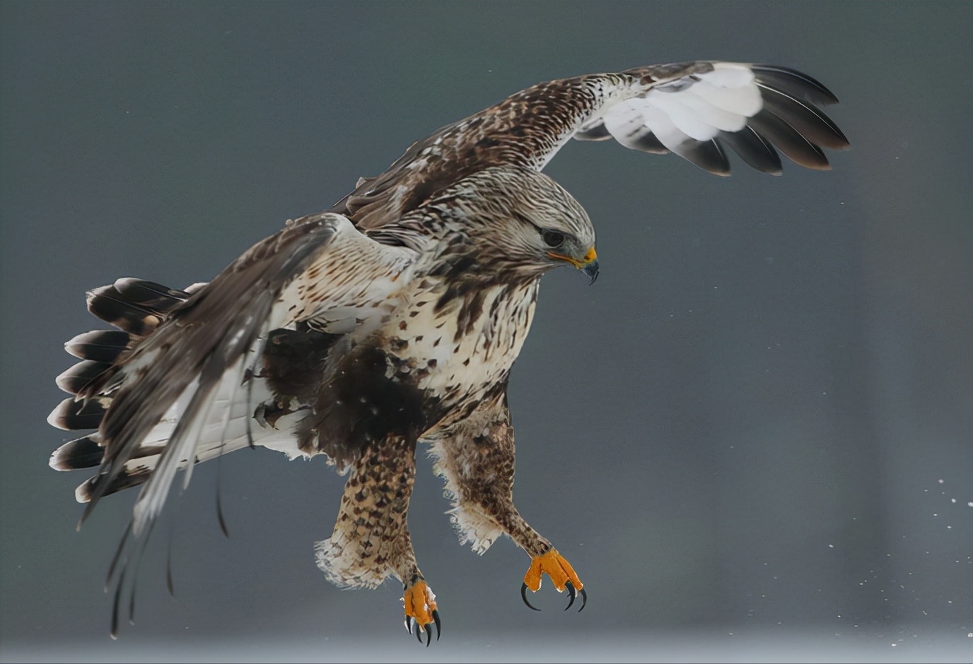 东江揽胜:收集常见鸟类图谱之猛禽篇,摄鸟人自留地,建议收藏