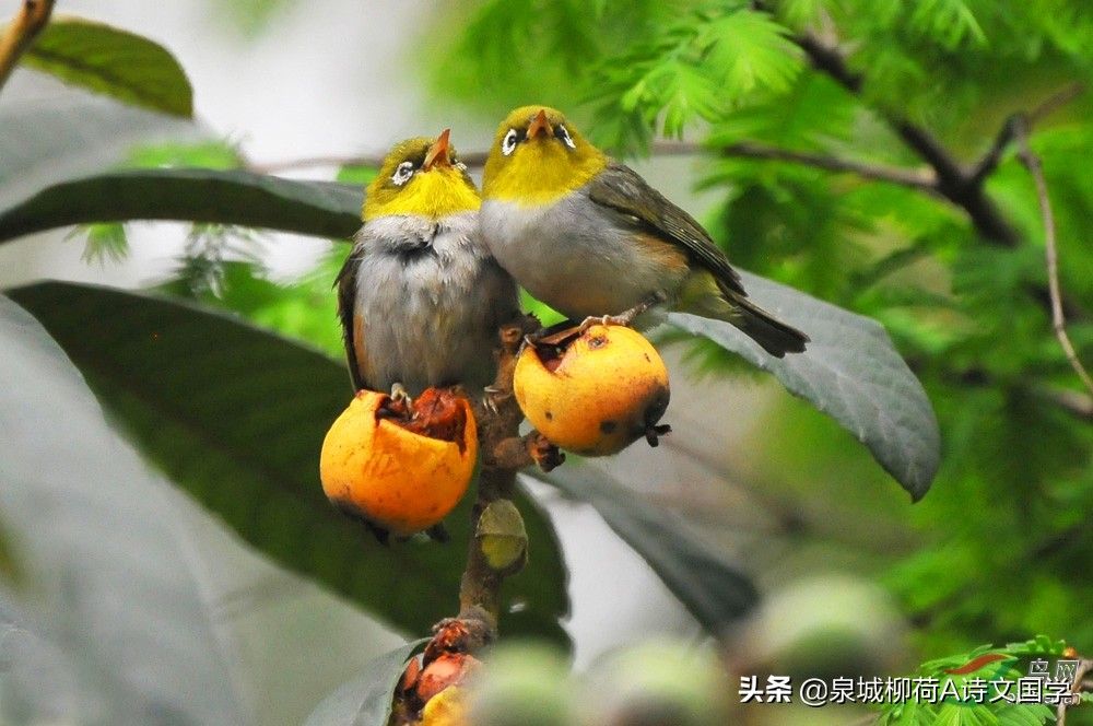 水调歌头·小酌怡情自陶然