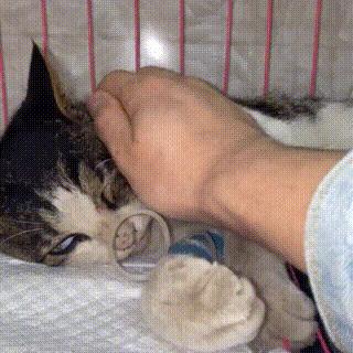 狸花猫背部受伤救助,狸花猫被主人打骨折