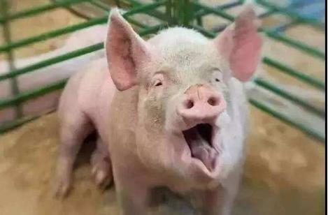 养殖场必备特效药,养殖必备小药