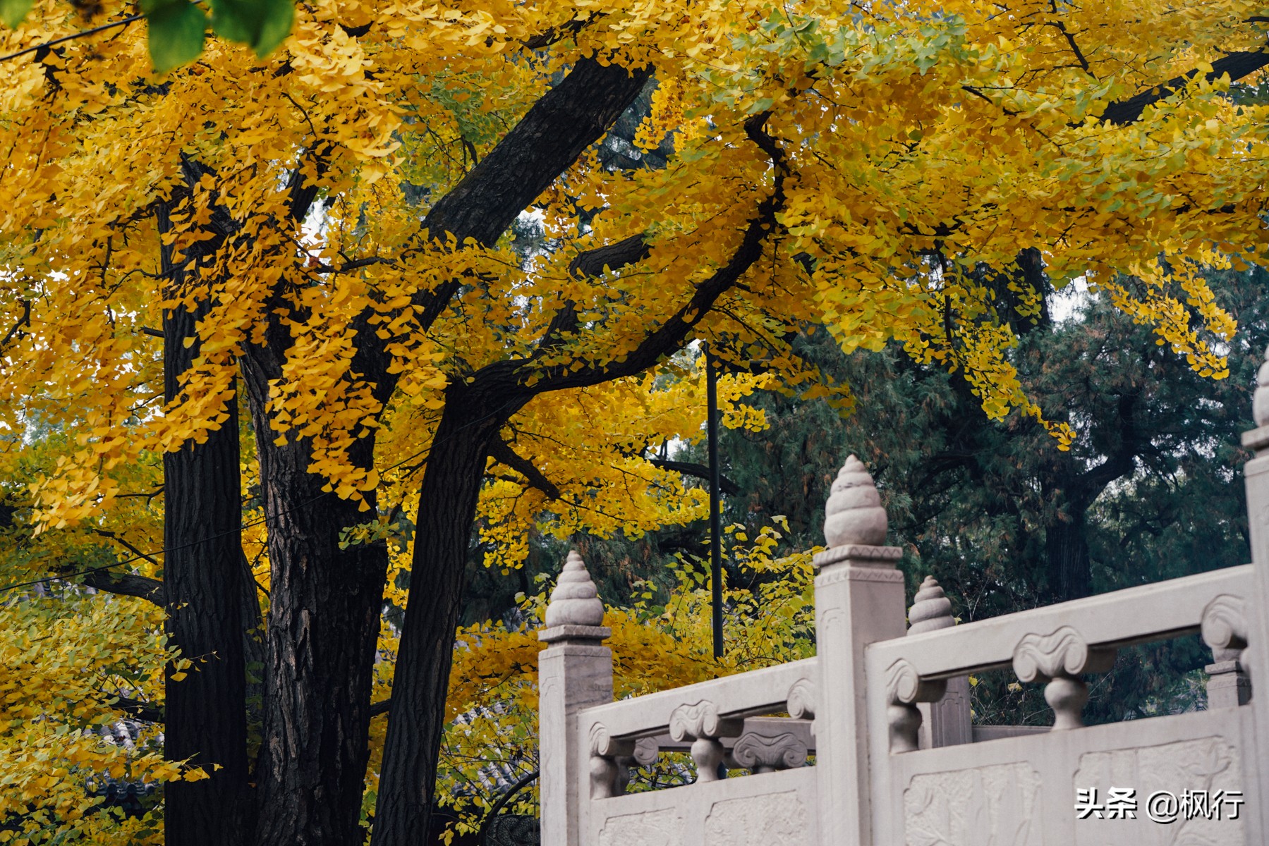北京18个看银杏的好地方在哪,北京八大处看银杏攻略
