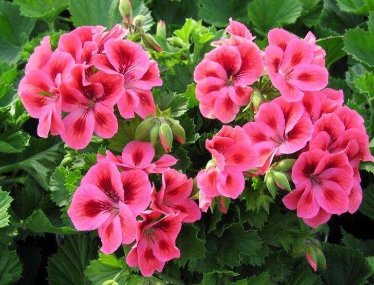 天竺葵花怎么养才能长寿,天竺葵长花苞了需要施肥