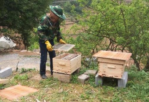 曾卖上百元1斤的土蜂蜜，城里人专门跑农村购买，为何现在少了？