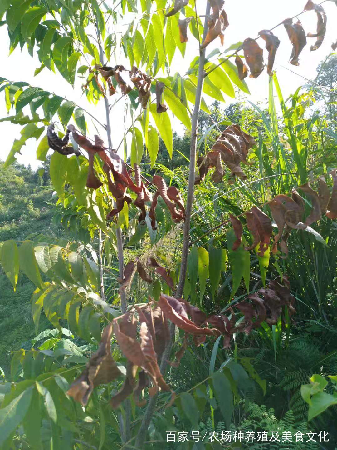 天牛危害症状图片,桉树天牛危害图片