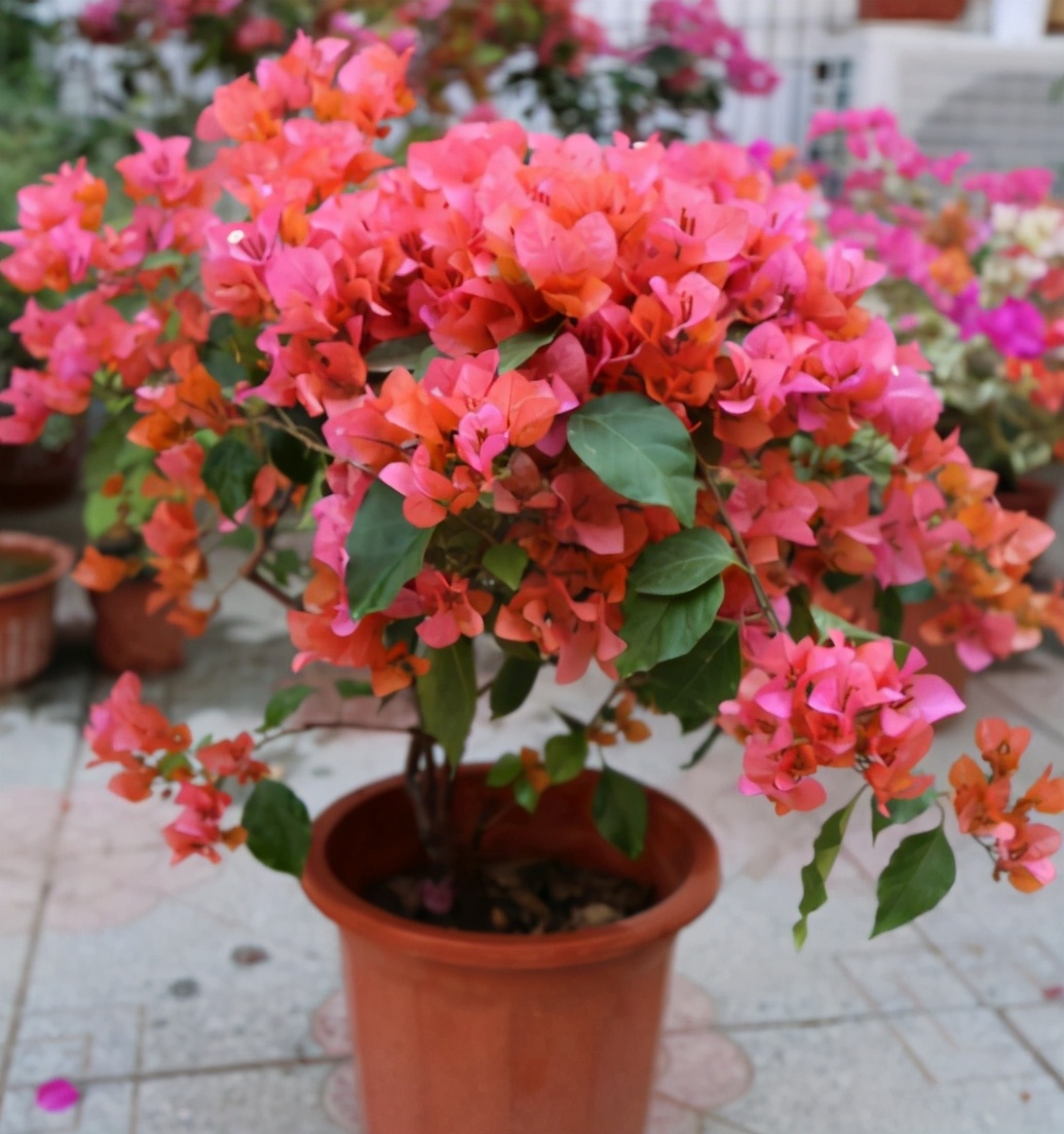 新手应该掌握的12个养花技巧,养花技巧记住这4点才算入门