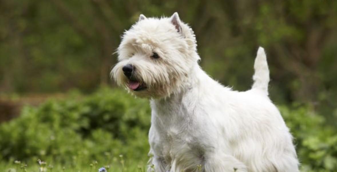 最聪明的十大狗狗品种介绍,史上最全的狗狗品种记得收藏