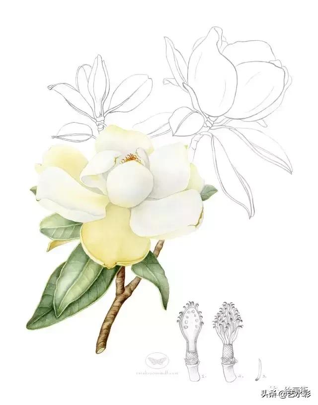 花卉钢笔画临摹简单100图,100份白描花卉的临摹素材