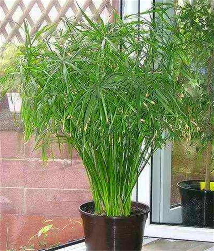 水竹黄叶干剪了底部根要一起剪吗,水竹黄叶剪根是剪叶还是剪茎