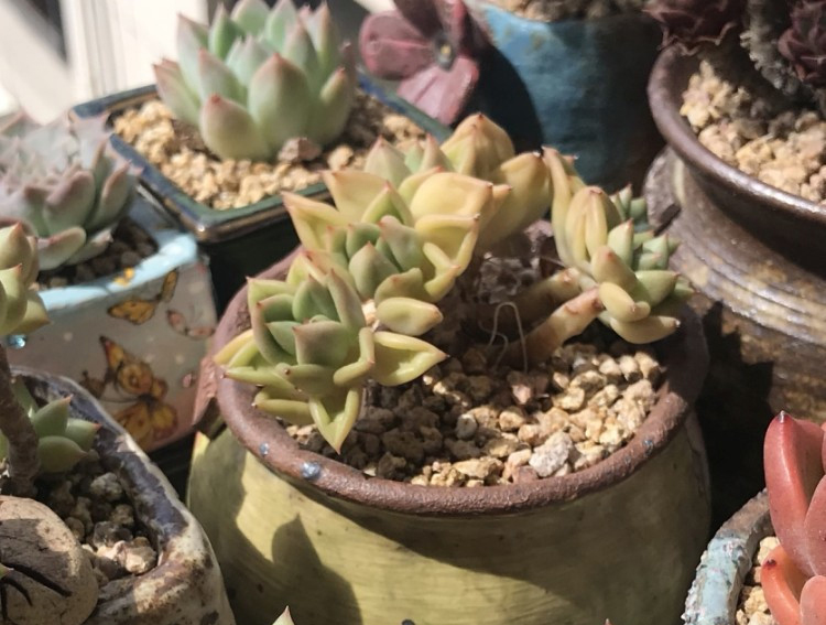 养多肉注意事项,养多肉的感悟熬过冬季