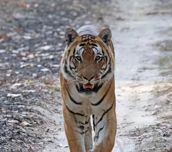 几只猛犬能打败一只老虎,能打败老虎的猛犬