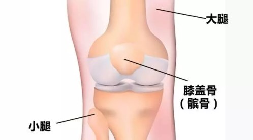 膝盖经常响还有疼痛感,膝盖下蹲时会嘎嘣响怎么回事
