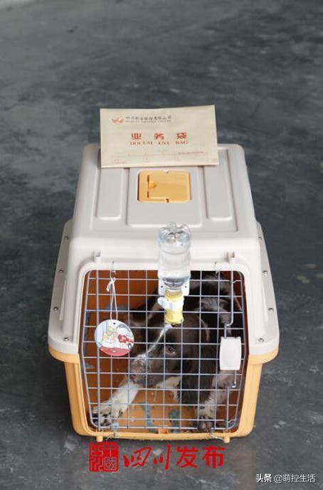 川航“宠物机票”提供单独宠物托运，接送上门服务