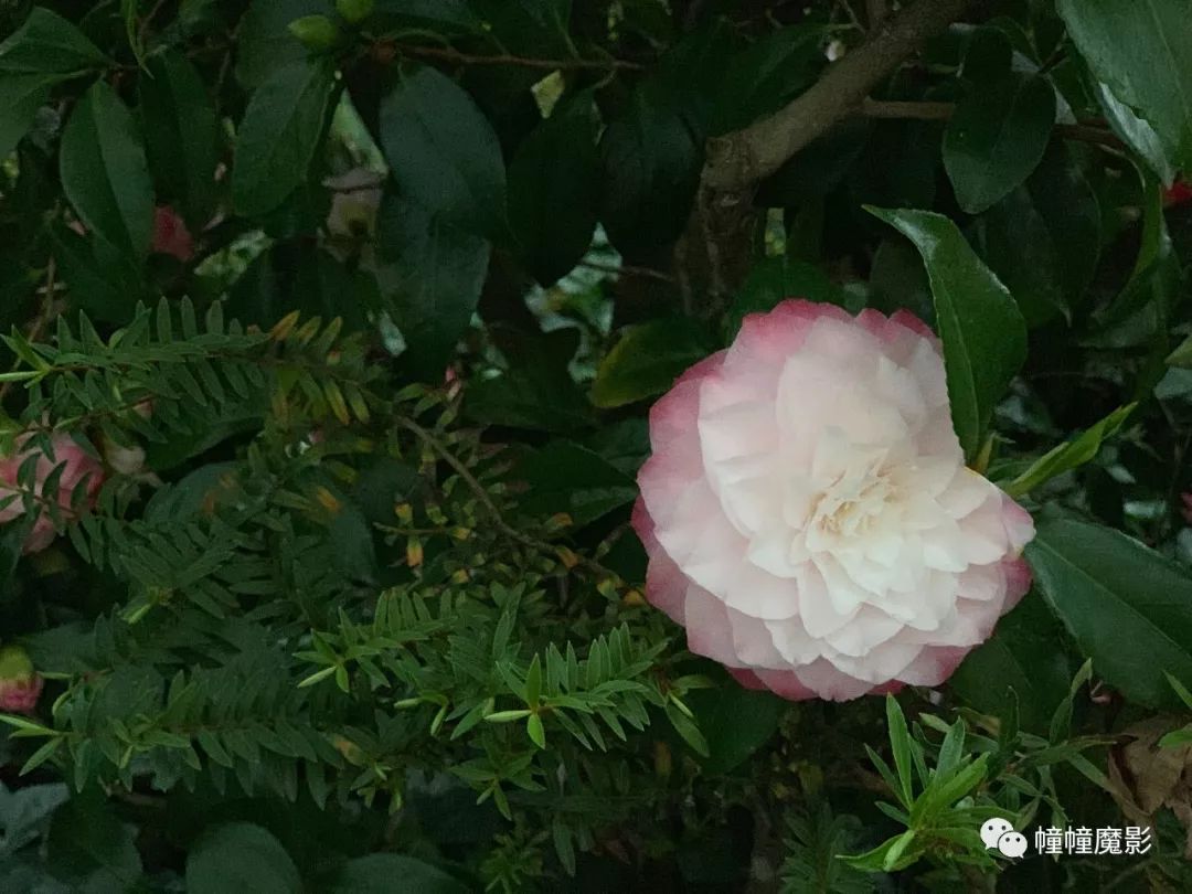 新西兰见闻录100,新西兰生活见闻