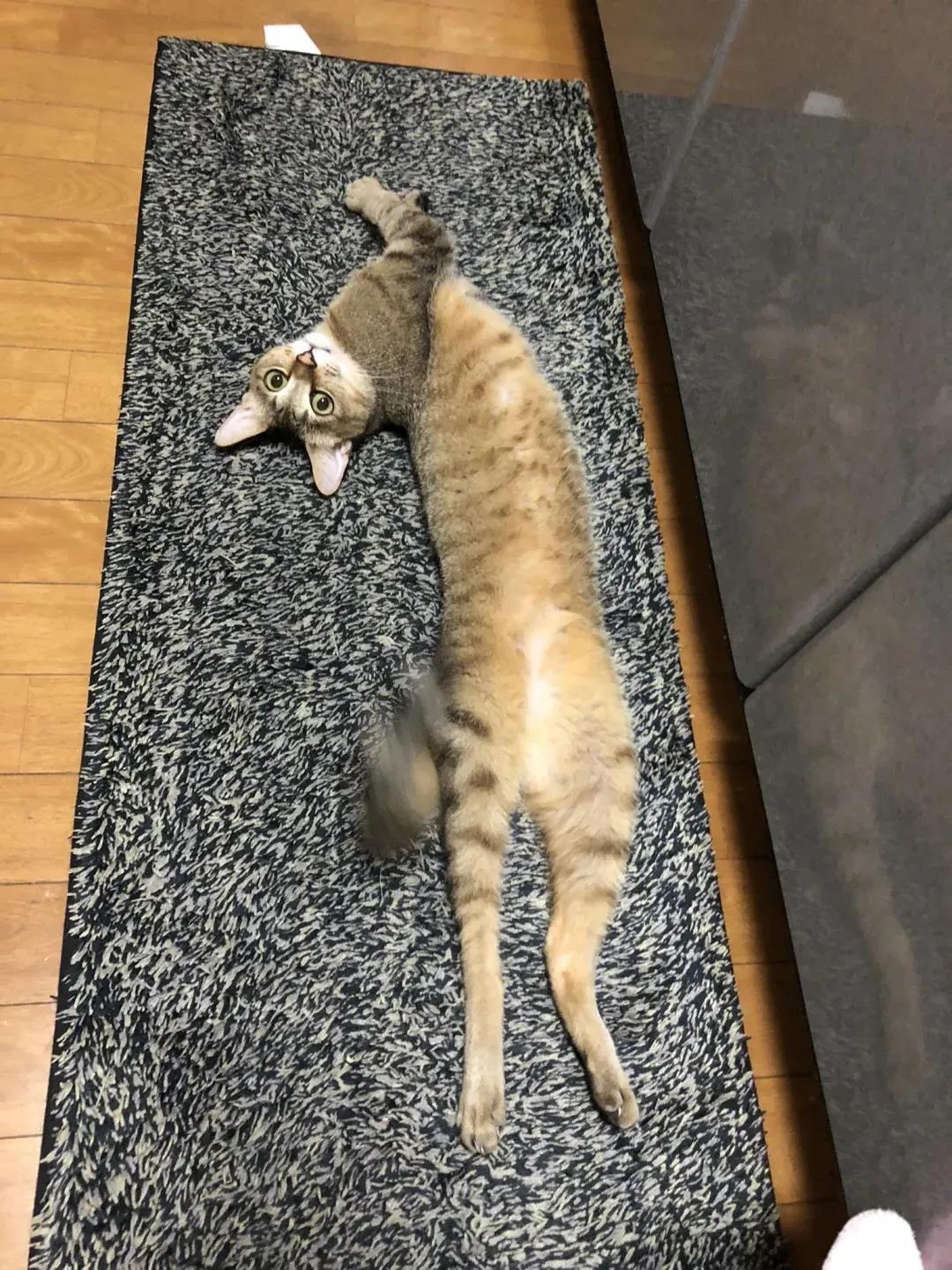 猫的终极凡尔赛：你的屏幕放不下我的腿