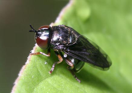 亚马逊森林陆地十大危险巨型动物,真实的亚马逊原始森林大型动物
