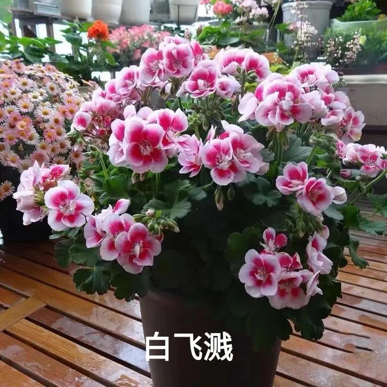 垂吊天竺葵哪些品种容易爆花,天竺葵羊宝和糖果双色哪个更爆花