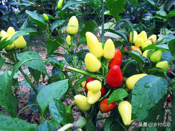 性格火辣的湘妹,性情泼辣