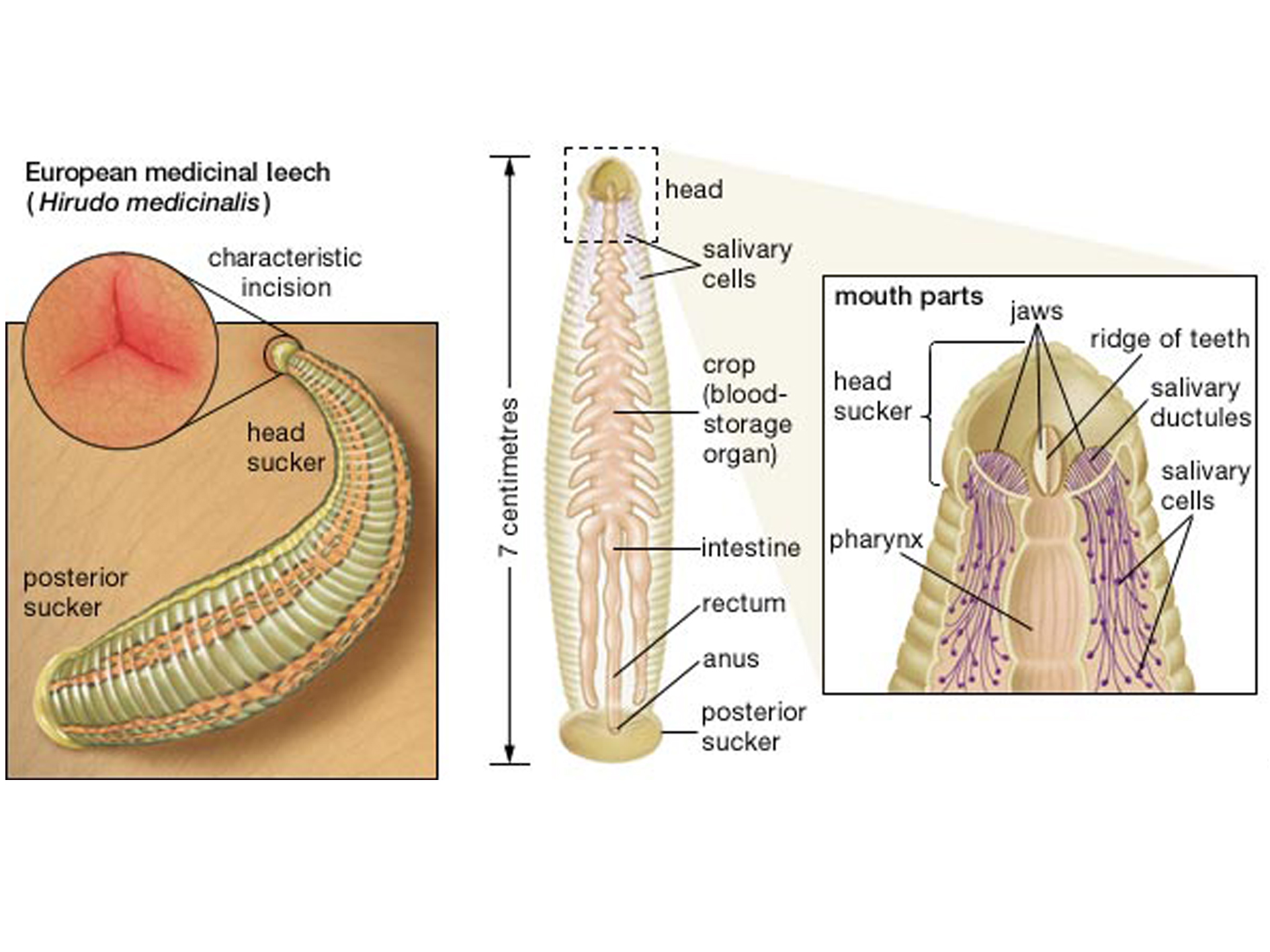 水蛭吃进肚子里能活吗,水蛭在牛肚子里能存活吗